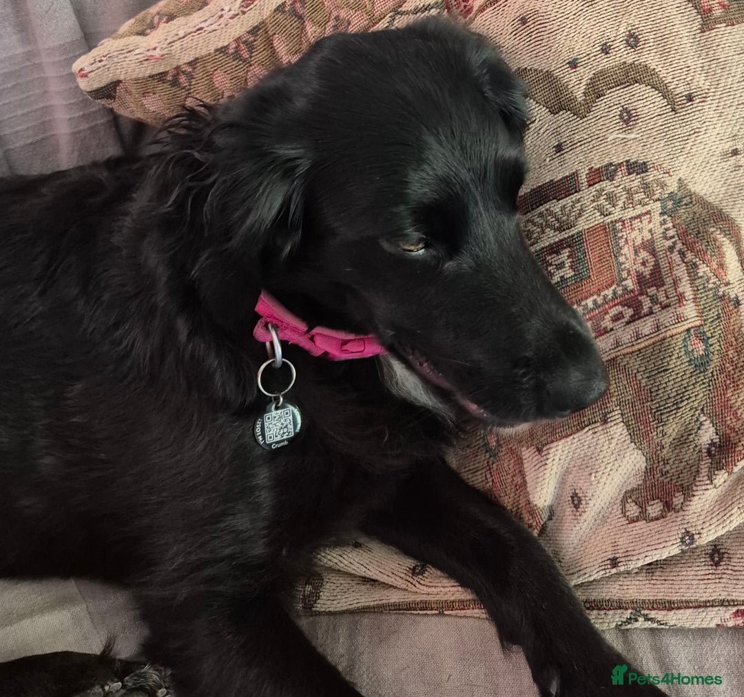 Mixed Breed dogs for sale: Beautiful girl sprollie  - Image 3