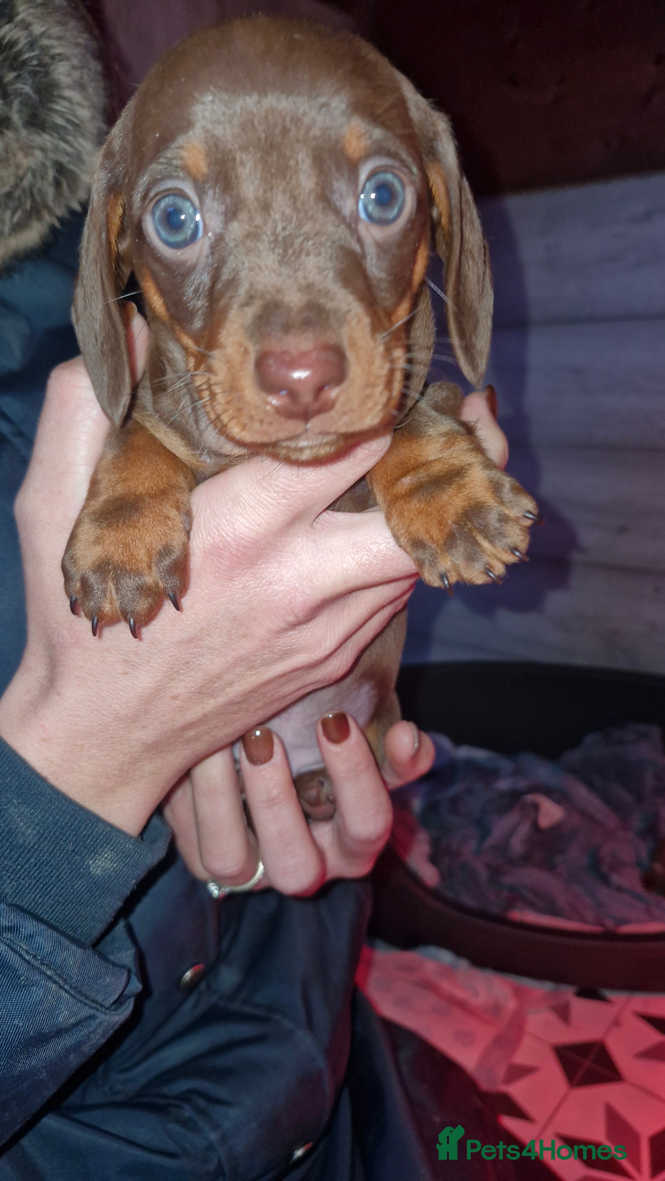 Miniature Dachshund dogs 3 beautiful mini sausages - Advert 17