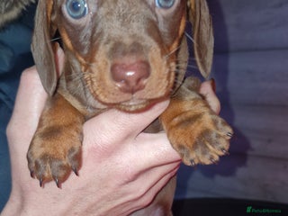 Miniature Dachshund dogs 3 beautiful mini sausages - Advert 1