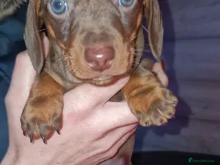 Miniature Dachshund dogs 3 beautiful mini sausages - Advert 11