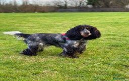 Cocker Spaniel dogs for sale: Show Cocel Spaniel- K.C. Reg. - Image 10