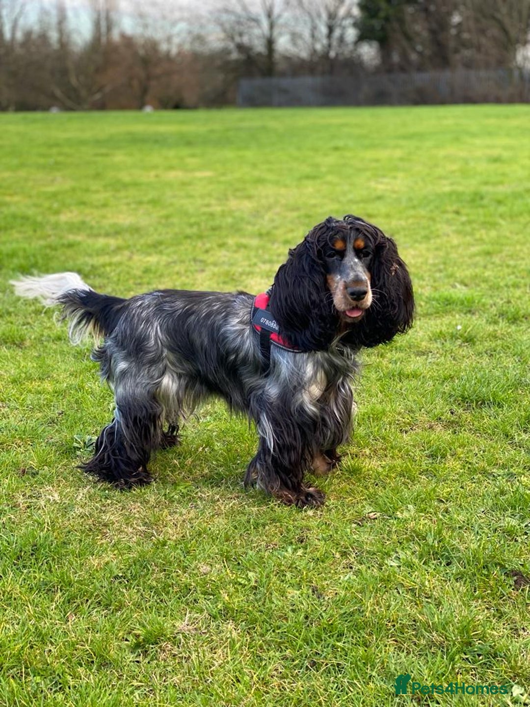 Cocker Spaniel dogs for sale: Show Cocel Spaniel- K.C. Reg. - Image 10