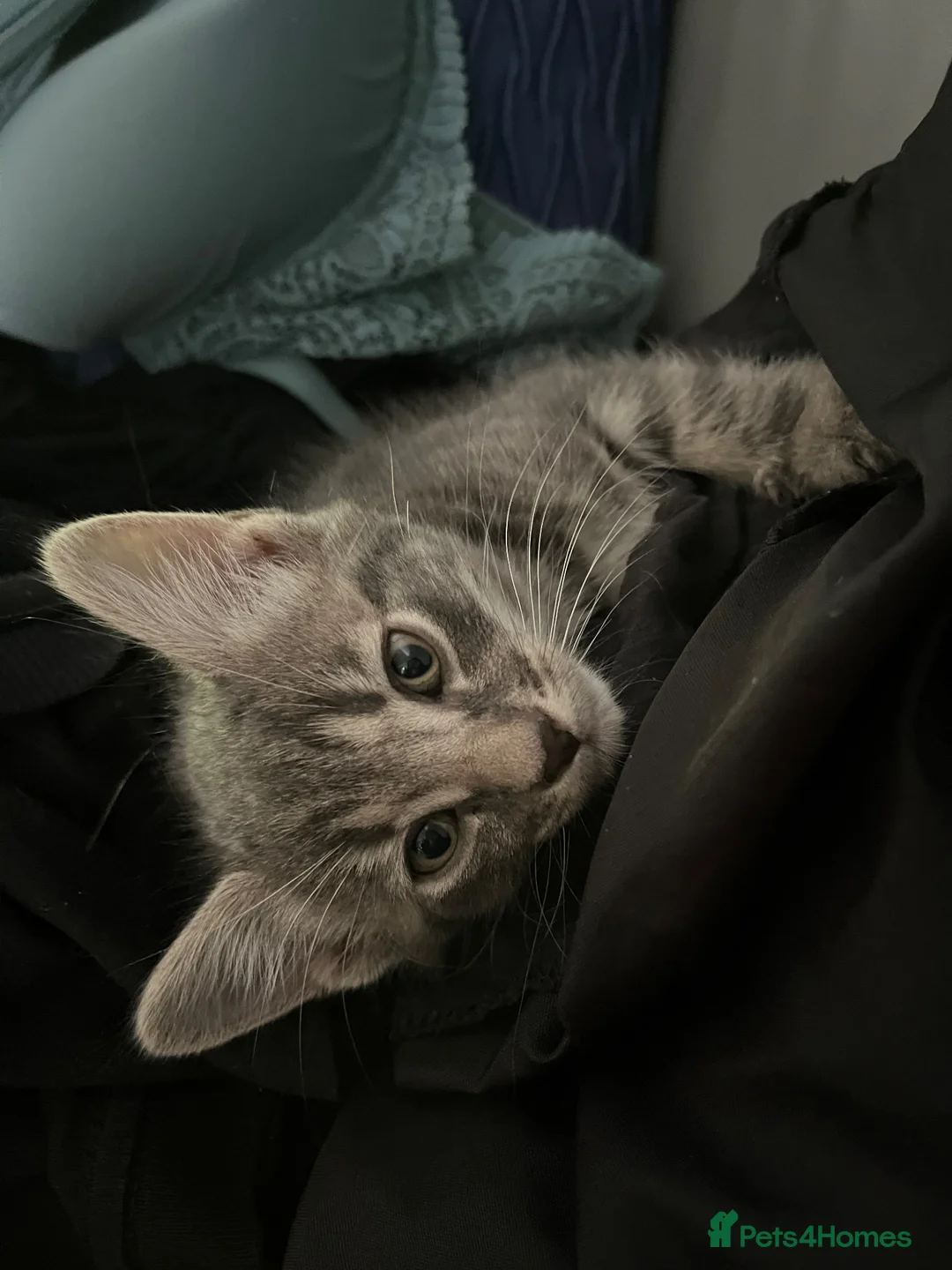 British Longhair cats for sale: British long and short haired kittens in Borehamwood - Advert 11