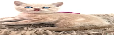 Purple collar - Comet
