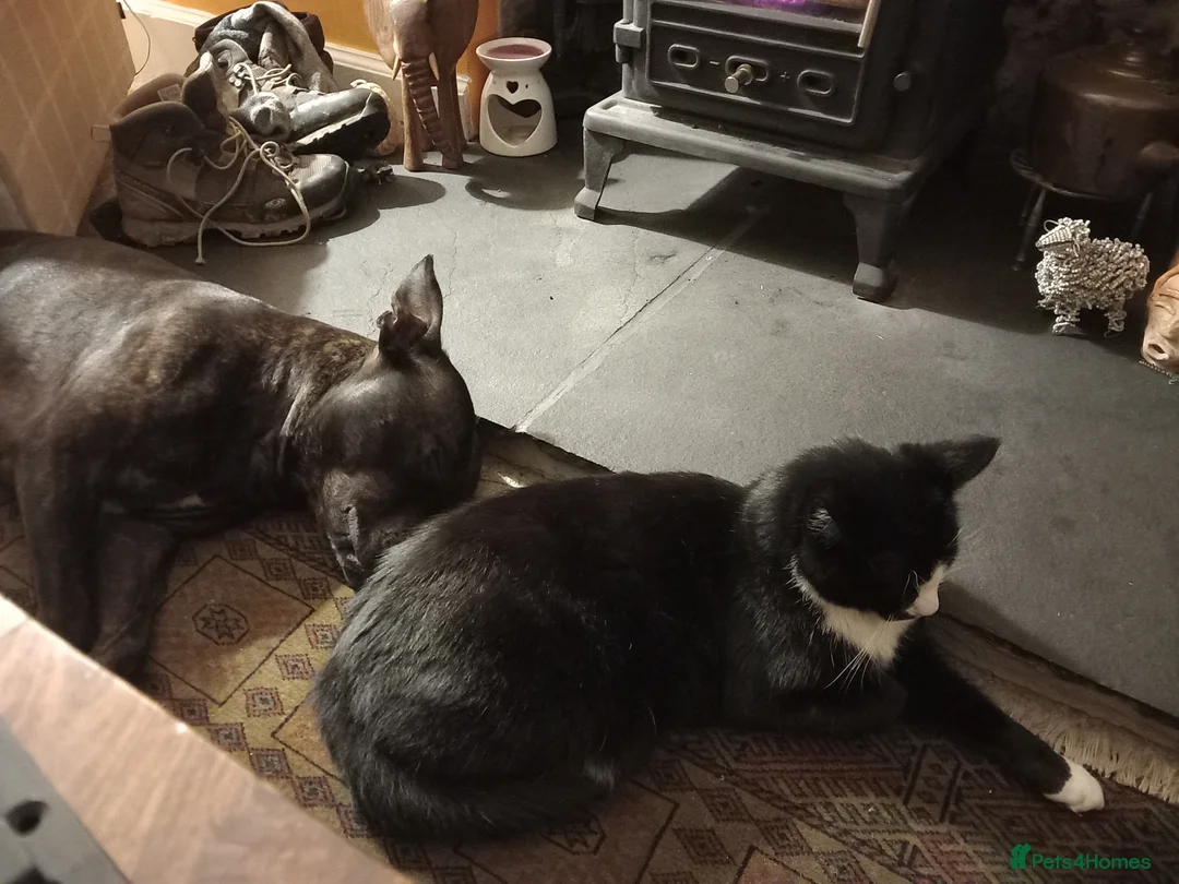 Staffordshire Bull Terrier dogs for stud: Available for stud - Advert 4