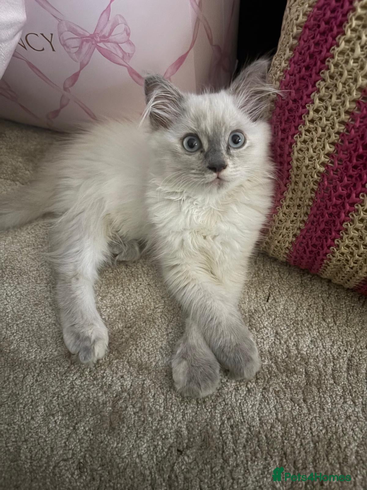 Ragdoll cats Cute ragdoll girls ready for their new home - Advert 2