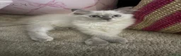 Ragdoll cats for sale: Cute ragdoll girls ready for their new home - Advert 2