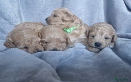 Poochon dogs for sale: Health tested parents  - Advert 11