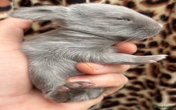 Mini Lop rabbits for sale: Rabbits for sale  - Image 5