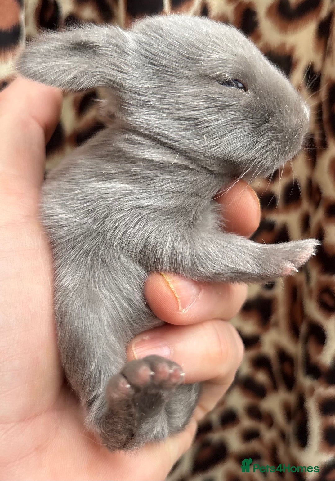 Mini Lop rabbits for sale: Rabbits for sale  - Image 5