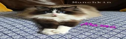 Ragdoll cats for sale: 5 Beautiful Ragdolls  - Advert 1