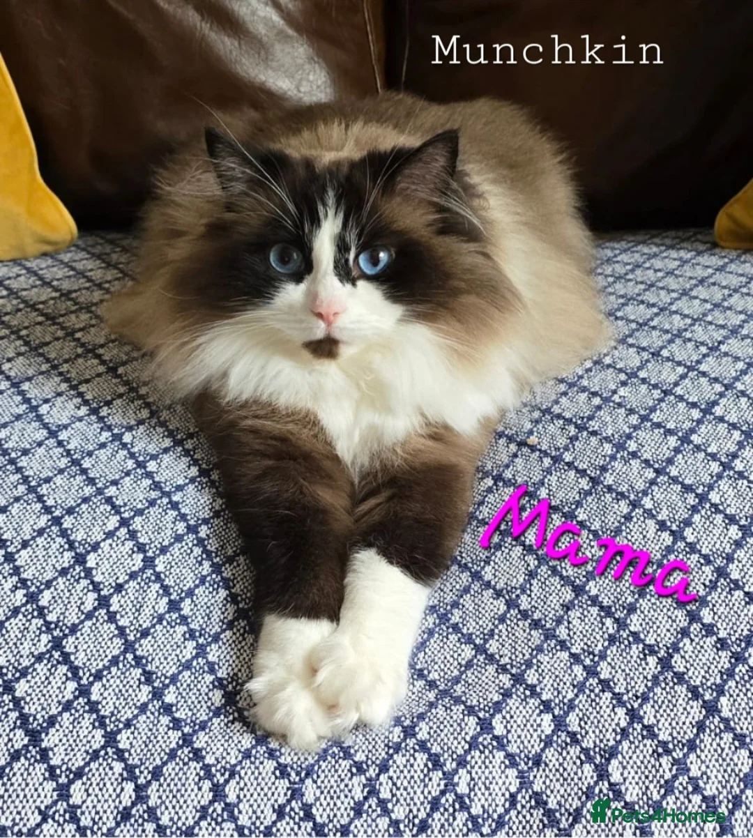 Ragdoll cats for sale: 5 Beautiful Ragdolls  - Advert 1