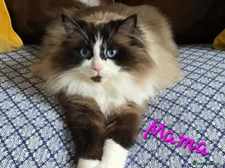 Ragdoll cats 5 Beautiful Ragdolls - Advert 1