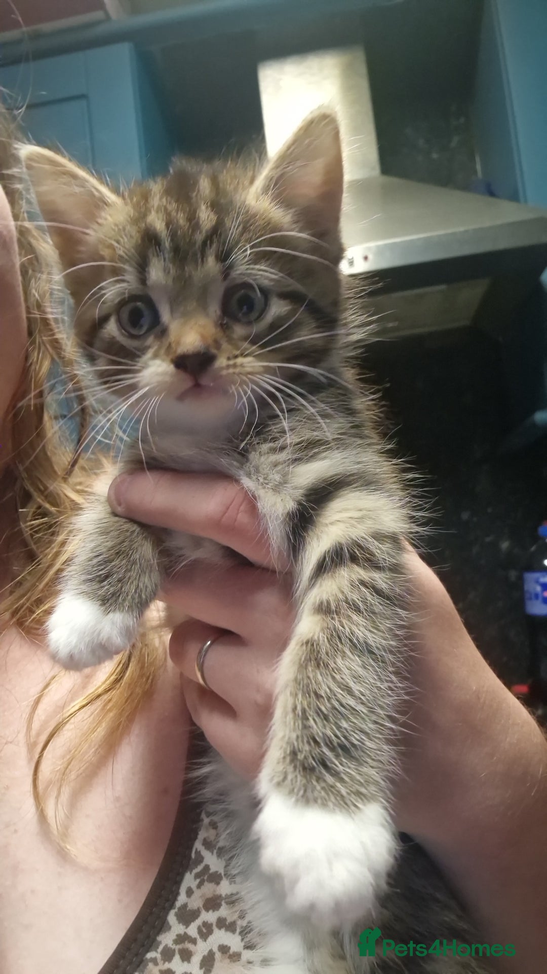 Domestic Shorthair cats for sale: 3 gorgeous Kittens ready for their forever homes - Image 3