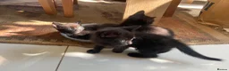 Mixed Breed cats for sale: Friendly and cuddly kittens 8 weeks in Swindon - Advert 14