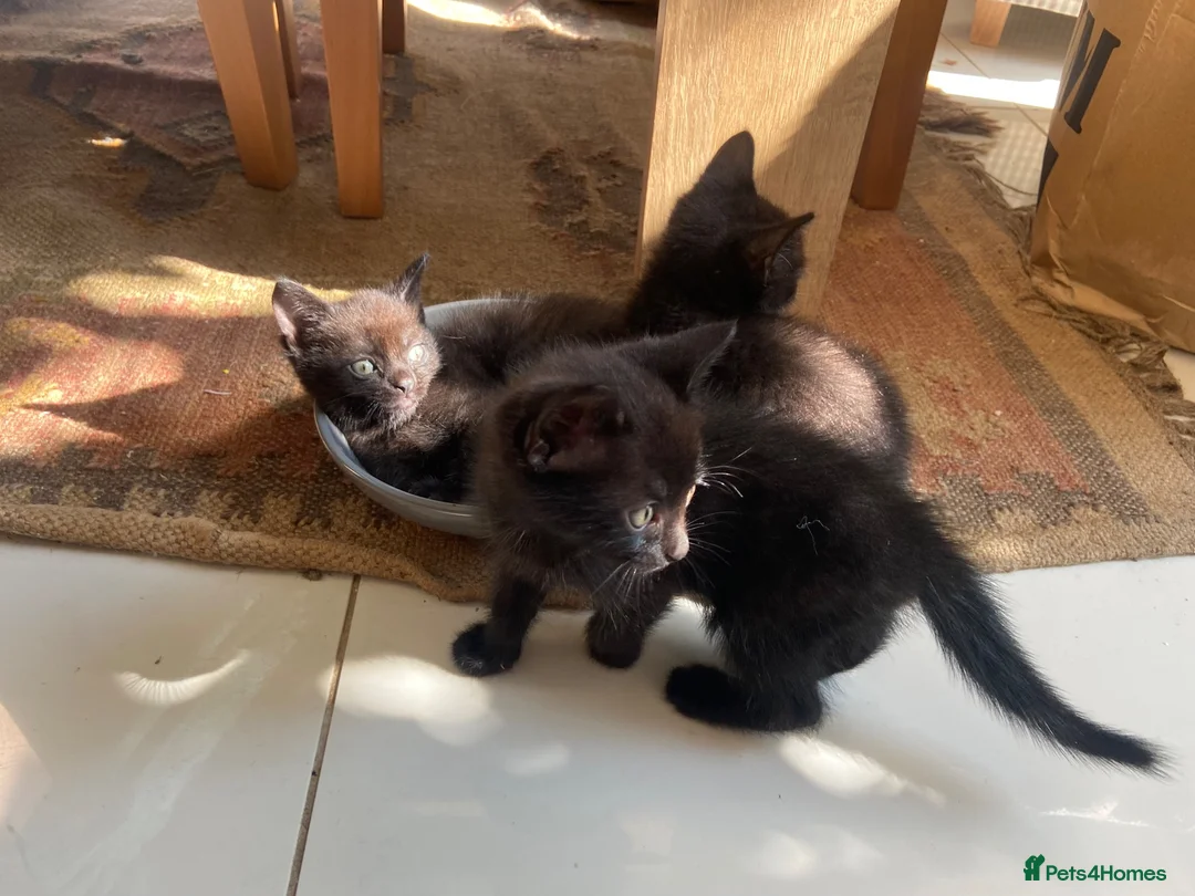 Mixed Breed cats for sale: Friendly and cuddly kittens 8 weeks in Swindon - Advert 14
