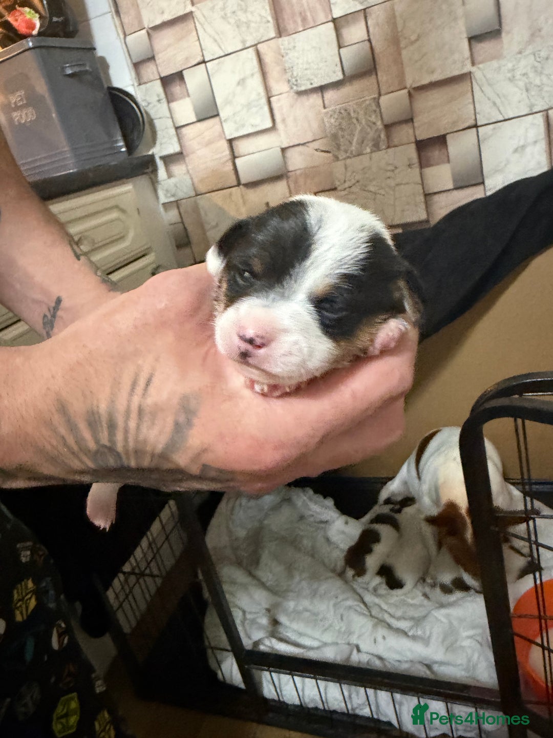 Jack Russell dogs for sale: Jack Russell puppies  - Advert 18