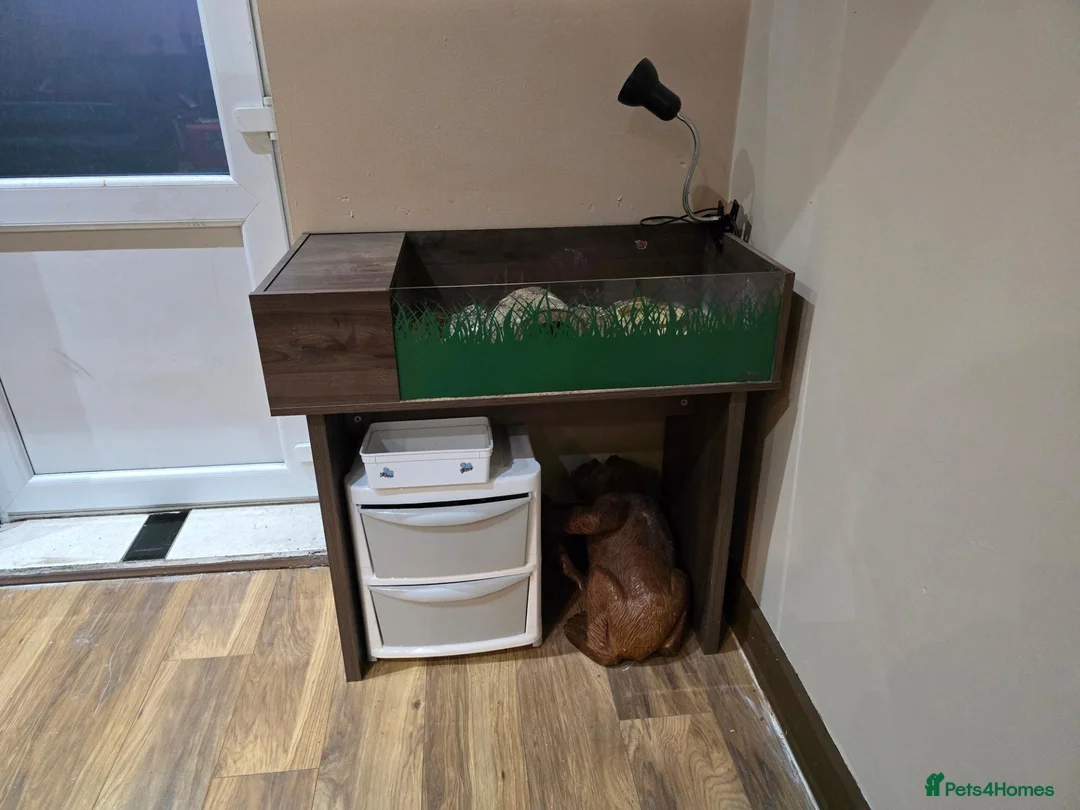 Tortoise reptiles for sale: Tortoise Looking for a New Home 🐢 in Dartford - Advert 1