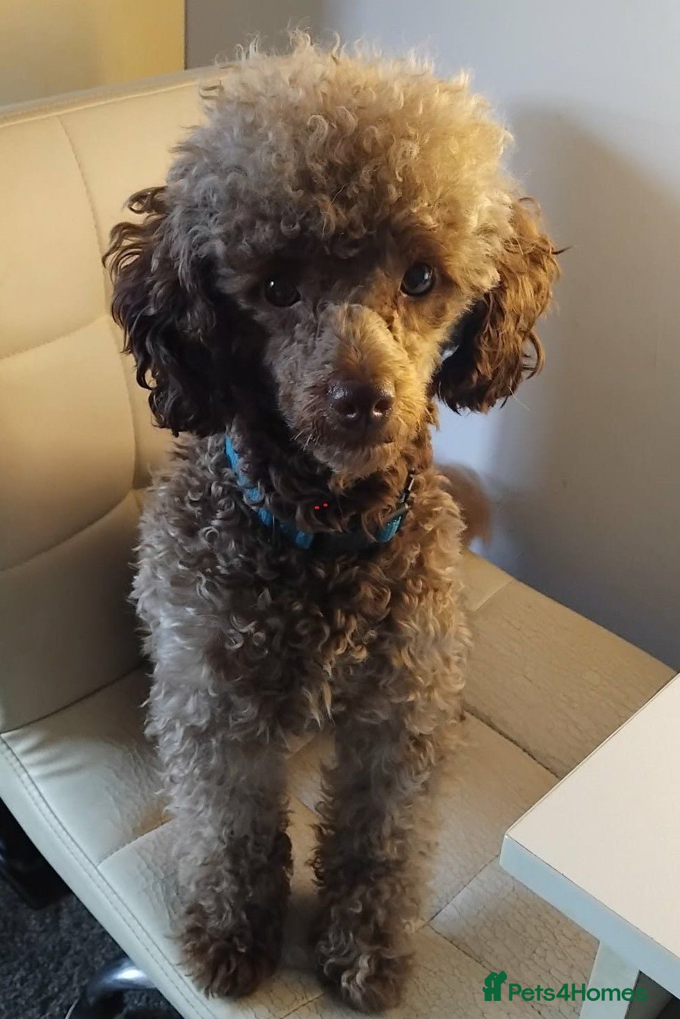 Toy Poodle dogs KC Reg Brown Toy Poodle For Stud - Advert 2