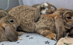 French Lop rabbits for sale: Beautiful Purebred French Lops For Sale - Image 14
