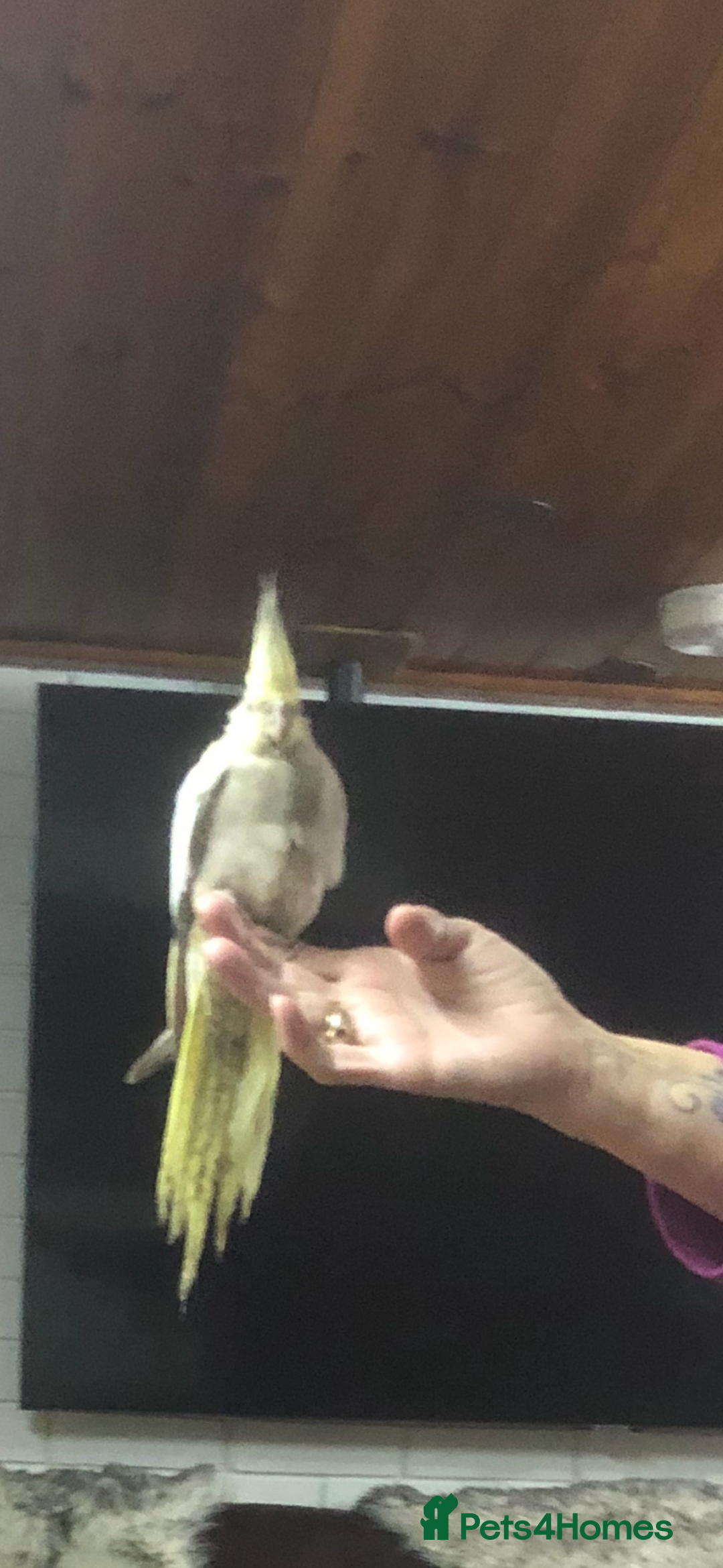 Cockatiels birds for sale: Baby pearl cockatiel hand tame and friendly  - Advert 11