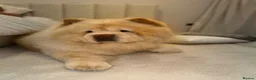 Chow Chow dogs for sale: Pablo in Solihull - Advert 4