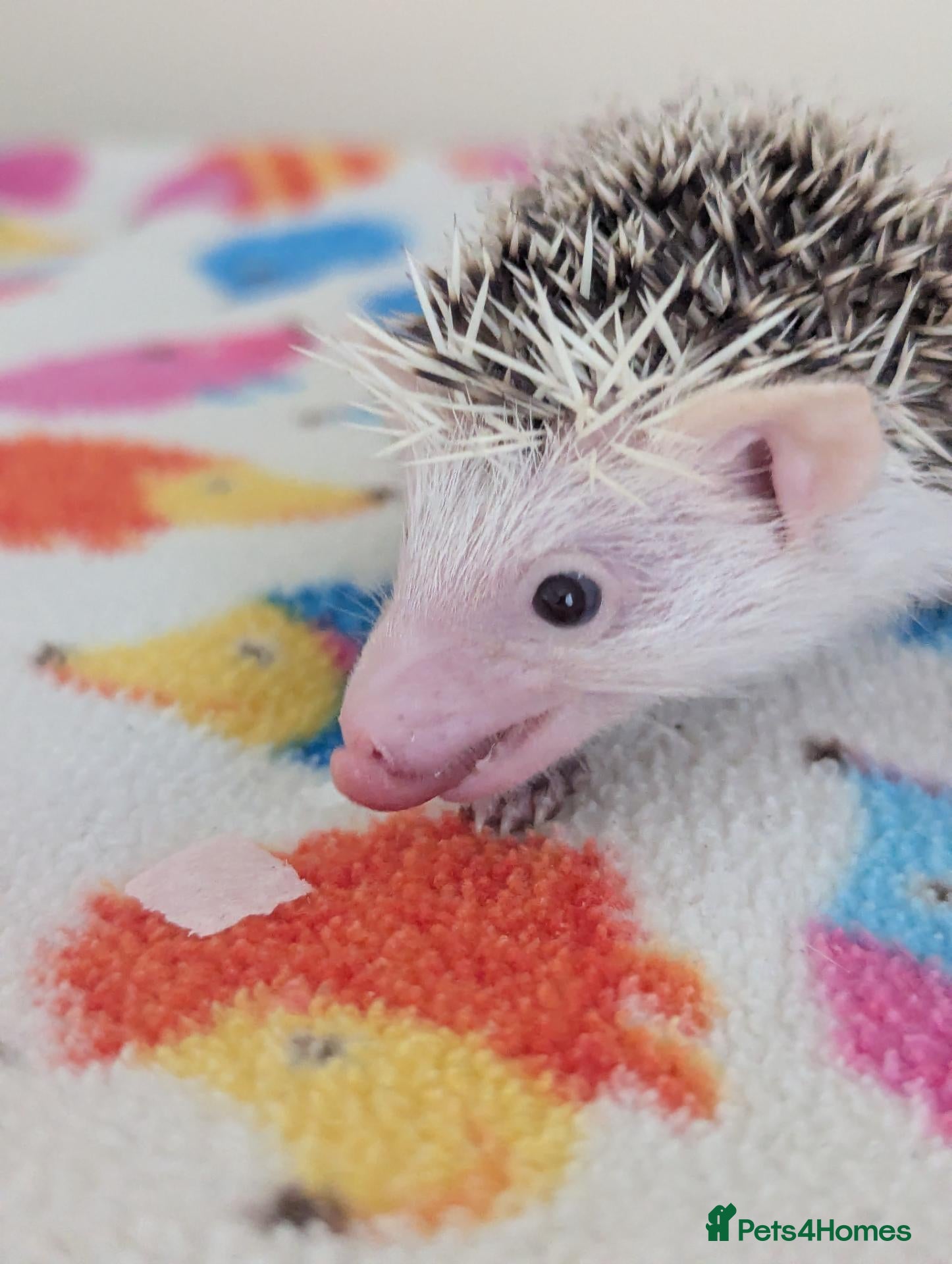 Pygmy Hedgehog rodents Stunning Hoglets 8 weeks old/Ready Now - Advert 1