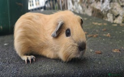 Guinea Pig rodents for sale: Californian baby male guinea pigs - Image 6