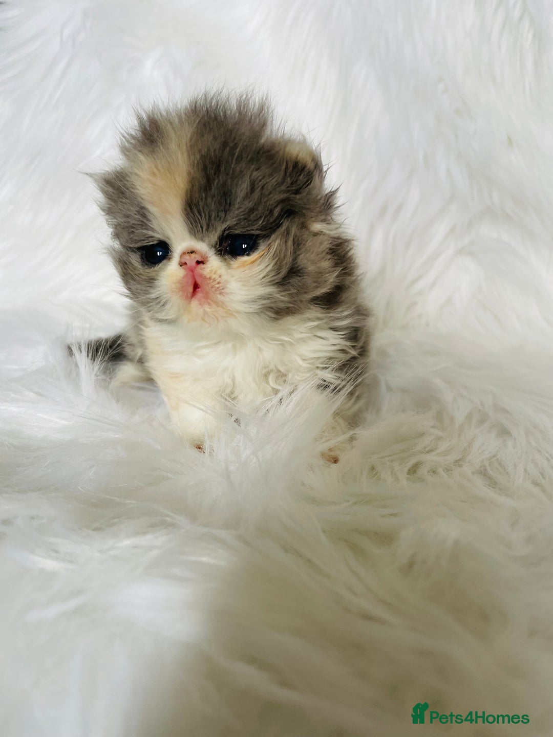 Persian cats for sale: 💗CHAMPION LINES PERSIAN GIRL GCCF 💗 - Advert 3