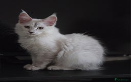 Maine Coon cats for sale: Large Silver Shaded Maine Coon kittens  - Image 16