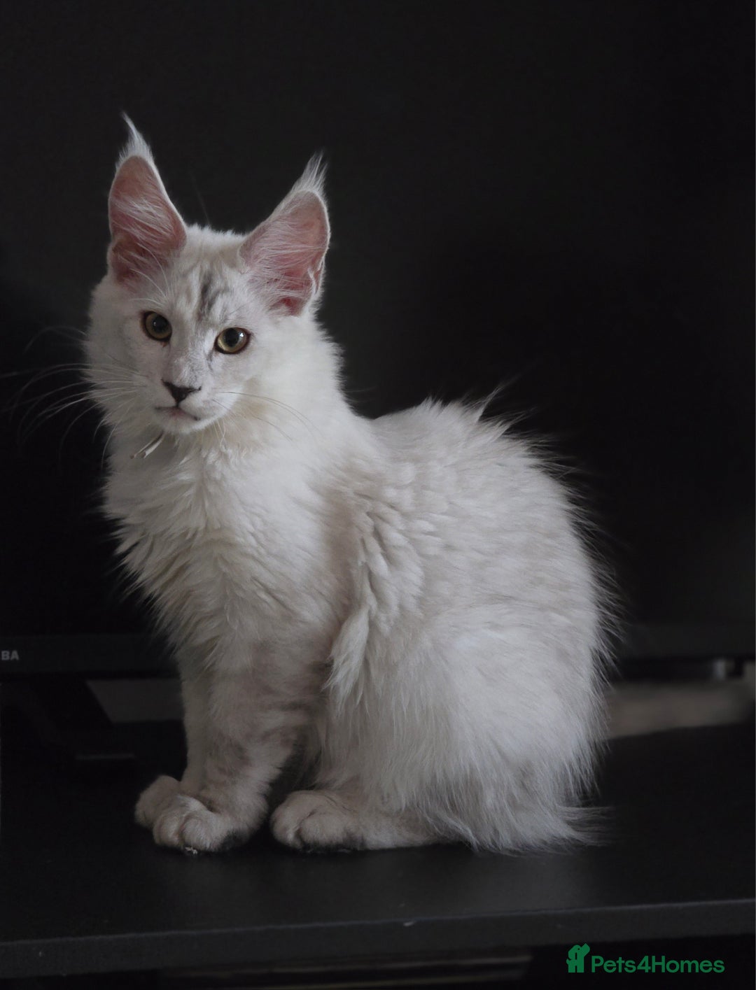 Maine Coon cats for sale: Large Silver Shaded Maine Coon kittens  - Image 16
