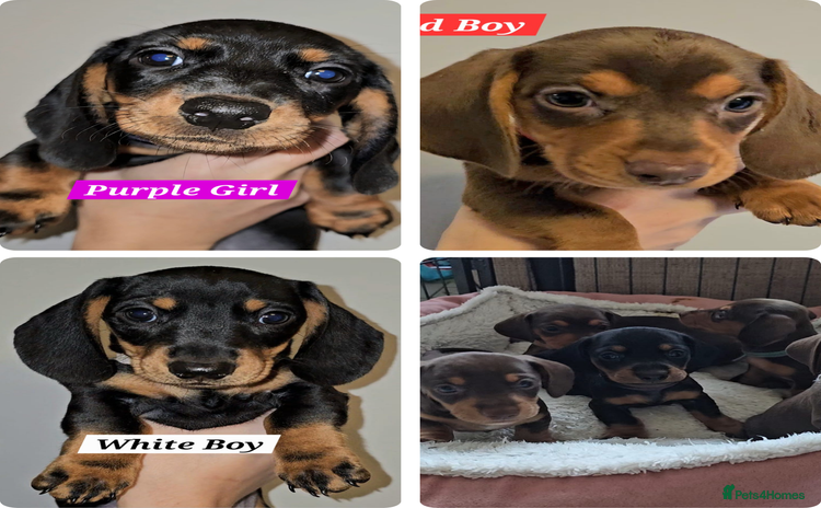 Miniature Dachshund dogs - Advert 3