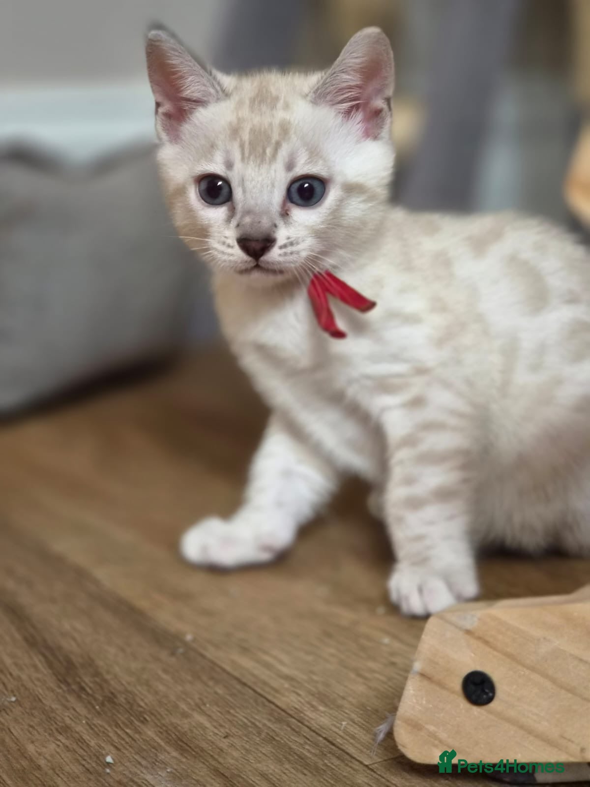 Bengal cats Tempest Bengala TICA registered kittens  - Advert 2