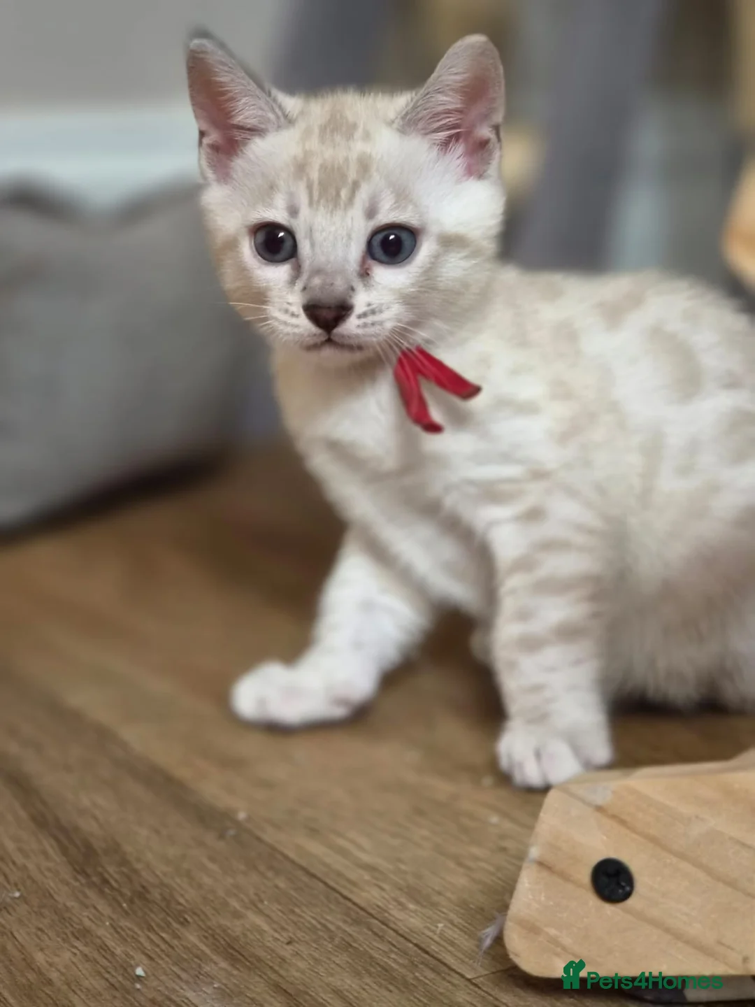 Bengal cats for sale: Tempest Bengala TICA registered kittens  - Advert 2