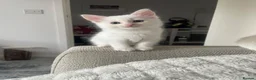 Turkish Angora cats for sale: White Kittens  in Chesham - Advert 3