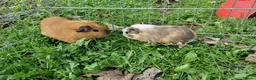 Guinea Pig rodents for sale: California x male 6m and baby boy - Advert 10