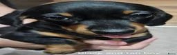 Miniature Dachshund dogs for sale: Beautiful miniture daschund puppies. in Redcar - Advert 29