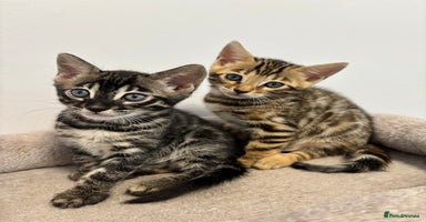 Bengal cats - Advert 10