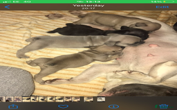 French Bulldog dogs for sale: 3 beautiful French bulldogs 😍 - Image 1