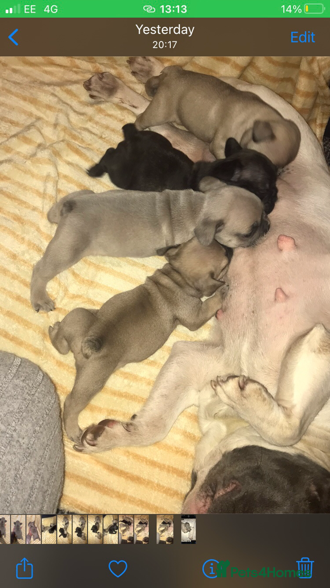 French Bulldog dogs for sale: 3 beautiful French bulldogs 😍 - Image 1