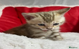 Bengal cats for sale: Bonnies Bengals  - Advert 24