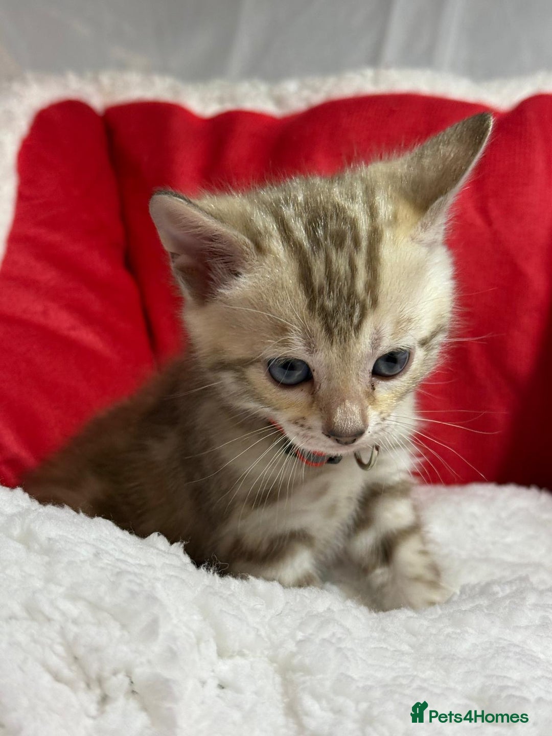 Bengal cats for sale: Bonnies Bengals  - Advert 24