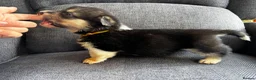 Welsh Corgi Pembroke dogs for sale: KC Registered Pembroke Welsh Corgi Puppies in Salisbury - Advert 7