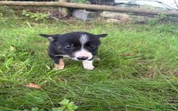 Border Collie dogs for sale: Border collie puppies for sale - Image 5