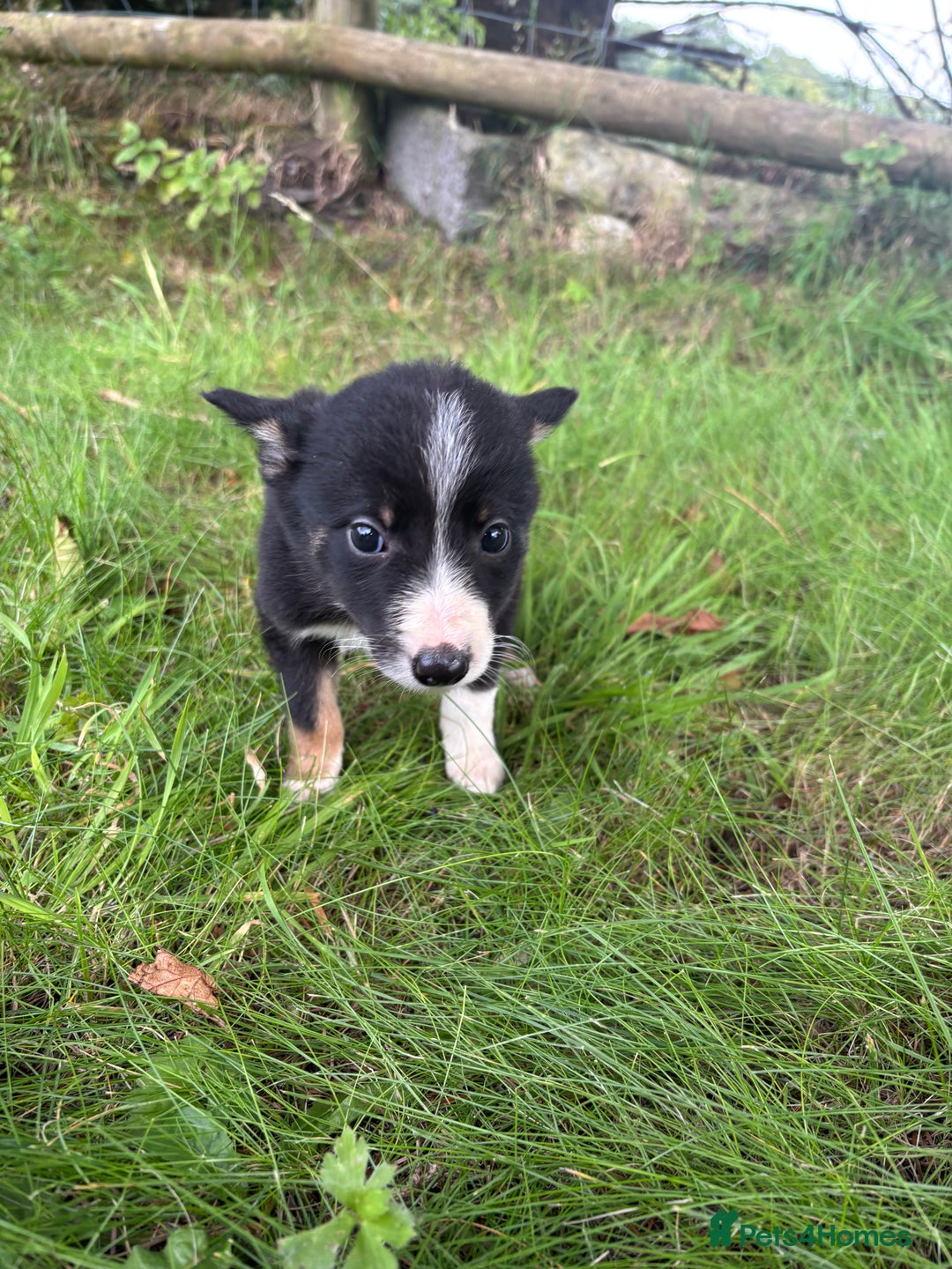 Border Collie dogs for sale: Border collie puppies for sale - Image 5