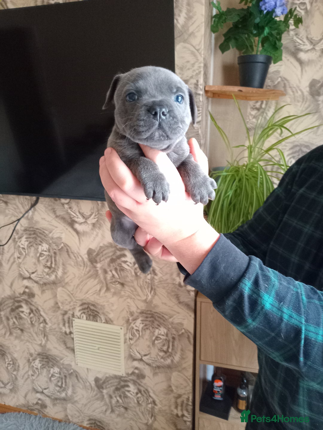Staffordshire Bull Terrier dogs for sale: Kc Registered staff bull terrier blue  brindle  - Image 8