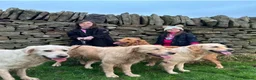 Golden Retriever dogs for sale: KC Golden Retriever Puppies - Advert 20