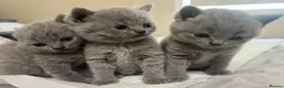 British Shorthair cats for sale: BSH kittens  - Advert 4
