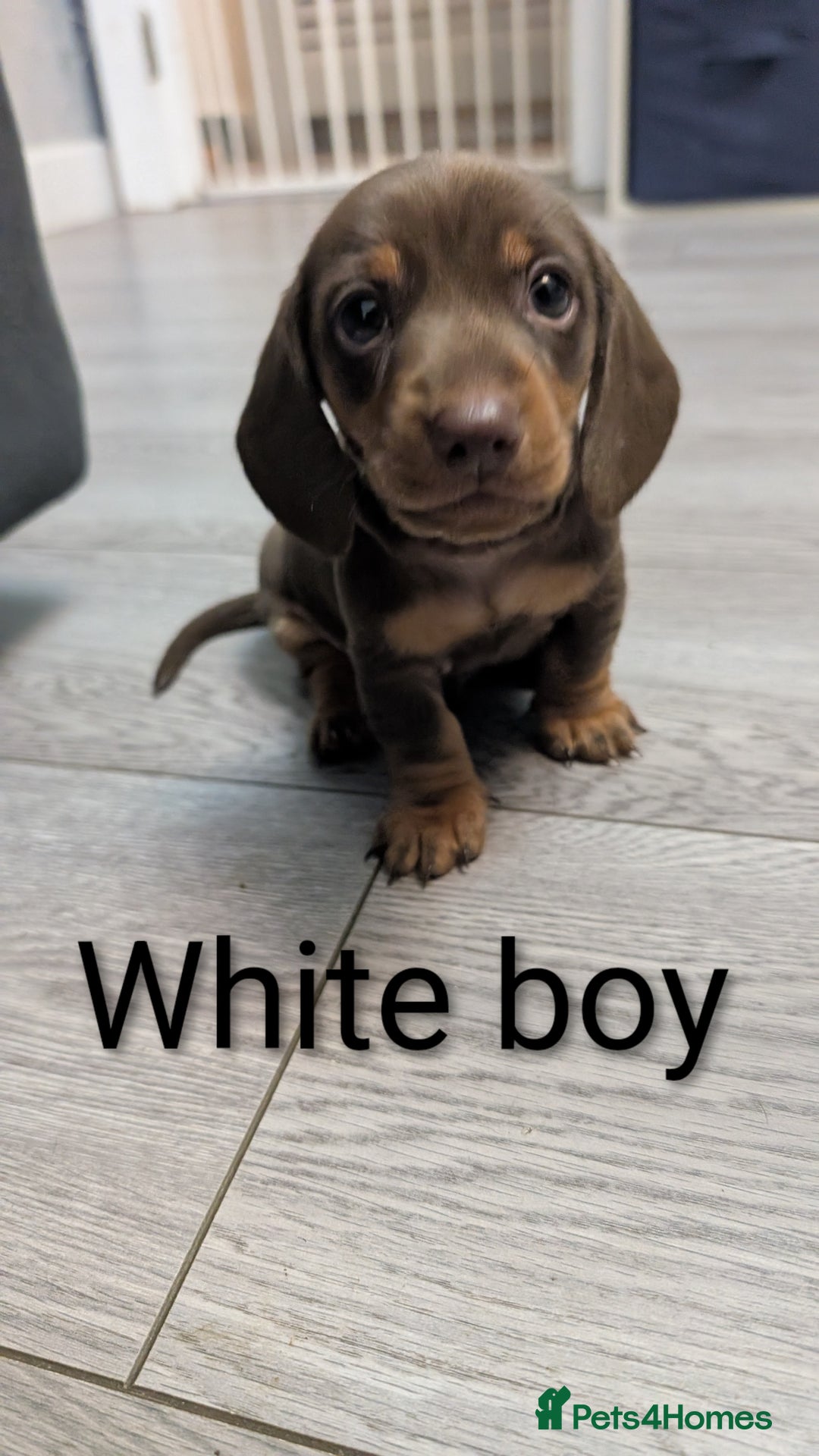 Miniature Dachshund dogs for sale: KC Reg miniature smooth hair daschund boy pups - Advert 13