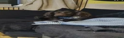 Sprocker dogs for sale: Sprocker Puppies for sale girls and boys - Advert 3